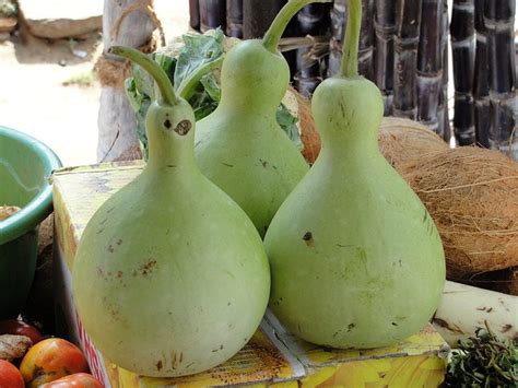 Forgotten Magic: Reviving the Ancient Wisdom of the Mwgi Gourd
